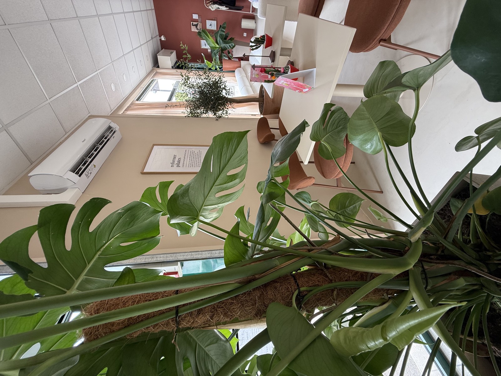 Salle professionnelle aménagée, mur bordeaux et végétation